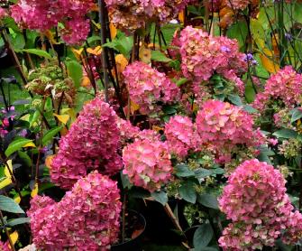 Hydrangea paniculata 'Vanille Fraise' globalview