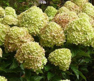 Hydrangea paniculata 'Little Lime'  dwergsoort, compact