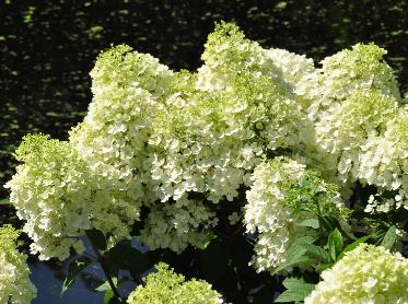 HydrangeapaniculataBobovn