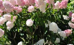 HydrangeapaniculataVanilleFraiseglobalview