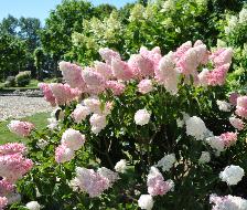 Hydrangea paniculata 'Vanille Fraise' globalview