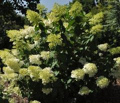 HydrangeapaniculataPhantomglobalpicaugustVNN2