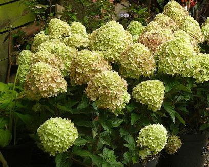 Hydrangea paniculata 'Little Lime' syn 'Jane' 5