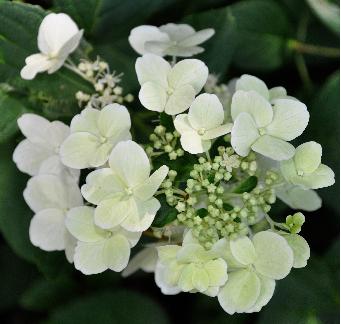 HydrangeapaniculataDARTSLITTLEDOT