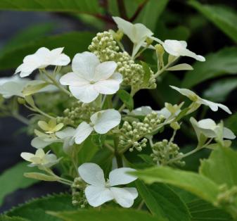 HydrangeapaniculataLevanabloem