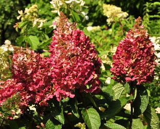 Hydrangea paniculata 'Pinky Winky' 22juli 2011