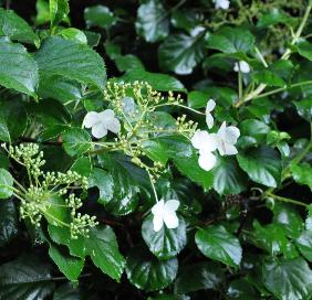 Hydrangeapetiolaristuin