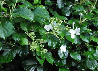 Hydrangeapetiolaristuin