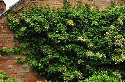 HydrangeapetiolarisklimhortensiategenmuurtuindeStuivenbergOostkamp