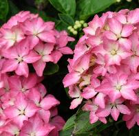 HydrangeaPiadwerghortensiabloemen