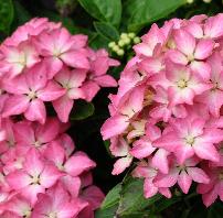 HydrangeaPiadwerghortensiabloemen