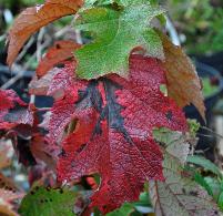 Hydrangeaquercifoliaherfstverkleuringoktober