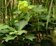 HydrangeaquercifoliaHarmony2