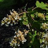 HydrangeaquercifoliaSikesdwarf2VN