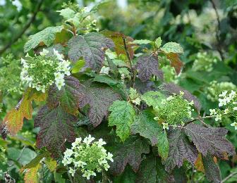 HydrangeaquercifoliaSnowFlakeVN