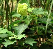 Hydrangea quercifolia Harmony