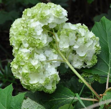 HydrangeaquercifoliaSnowQueen