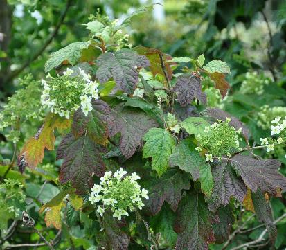 HydrangeaquercifoliaSnowFlakeVN