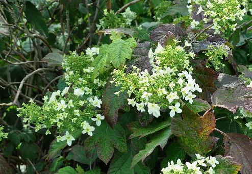 HydrangeaquercifoliaSnowFlakeVN2