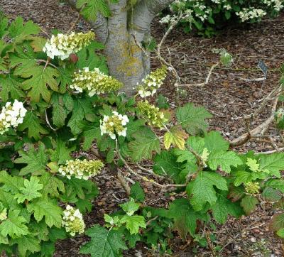 HydrangeaquercifoliaApplause