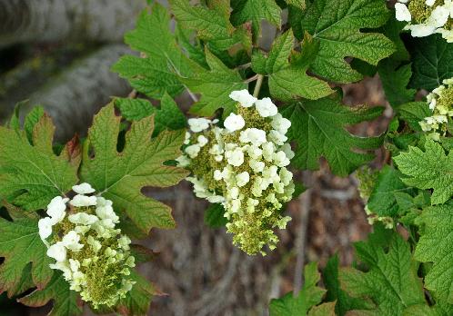 HydrangeaquercifoliaApplauseVNcloseup