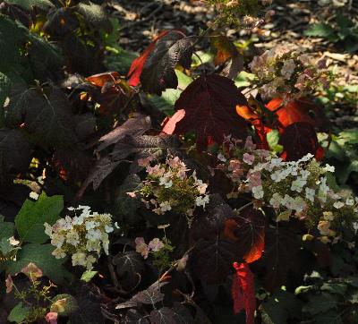 HydrangeaquercifoliaBurgundyherfstverkleuringbeginaugustus2011