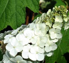 HydrangeaquercifoliaSnowQueen