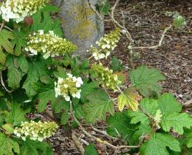 HydrangeaquercifoliaApplause