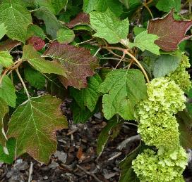 HydrangeaquercifoliaSnowdrift