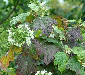 HydrangeaquercifoliaSnowFlakeVN