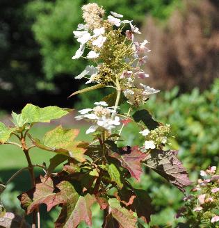 HydrangeaquercifoliaBackPorchcloser2august