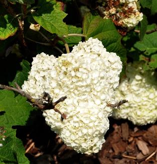 HydrangeaquercifoliaHarmony1