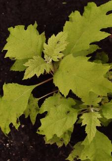 HydrangeaquercifoliaLittleHoneyjongeplant