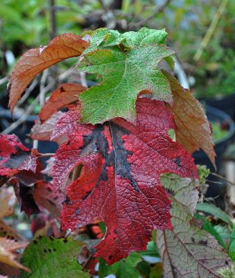 Hydrangeaquercifoliaherfstverkleuringoktober