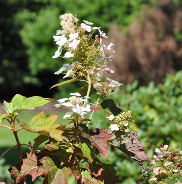 HydrangeaquercifoliaBackPorchcloser2august