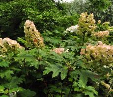 HYdrangea quercifolia 'Snow Queen' uitbloei bloemen vnloc Hydrangeum