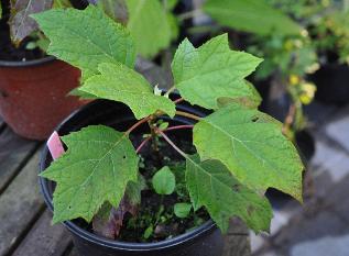 Hydrangeaquercifoliastekeenjarig