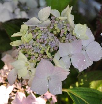 hydrangearosabelle2