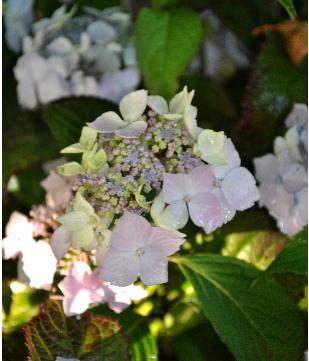 HydrangeaRosabelle3