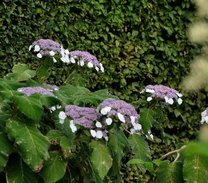 Hydrangeasargentiana