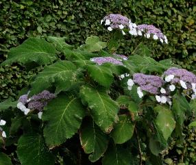 Hydrangeasargentiana