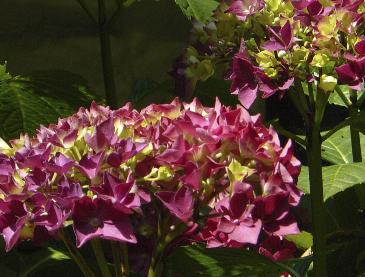 hydrangeaschonebautznerin3