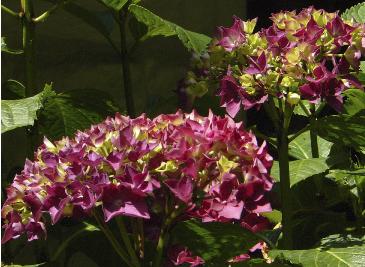 hydrangeaschonebautznerin3