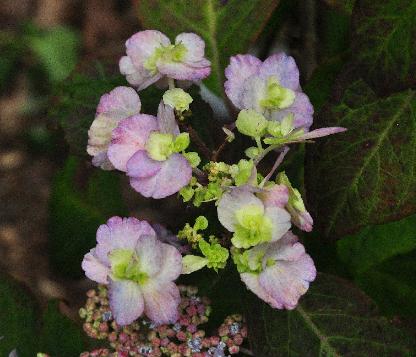 HydrangeaserrataYaenoamachabloemencloseupvnntuinvanDirkStaels