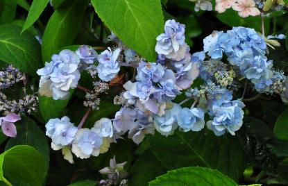 HydrangeaserrataYaenoAmachablauwebloeiwijze2