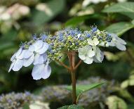 HydrangeaserrataBluebirdcloseupaugustusVN