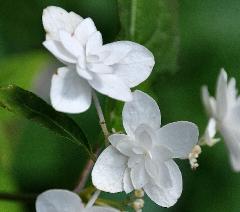 HydrangeaserrataShiroFujieindaugVN2