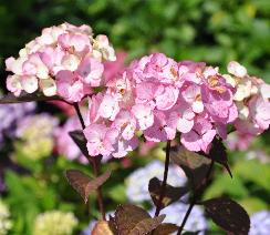 HydrangeaserrataPreziosavNice