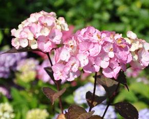 HydrangeaserrataPreziosavNice