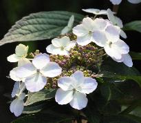 Hydrangea serrata 'Impératrice Eugenie' VNN2